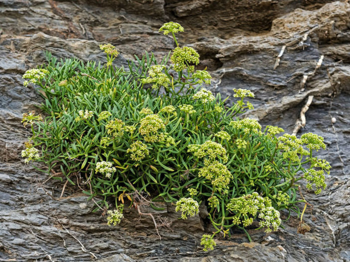 Meerfenchel