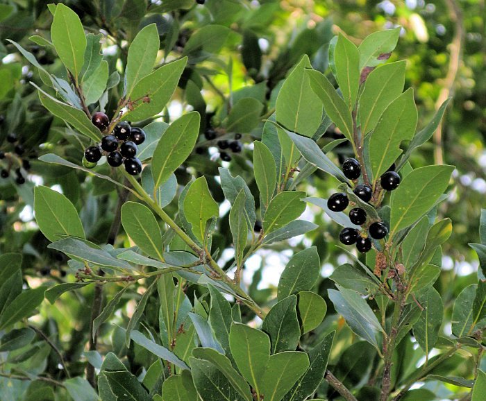 Laurel oil