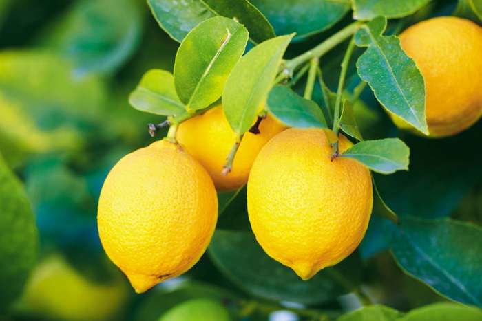 Lemon essential oil