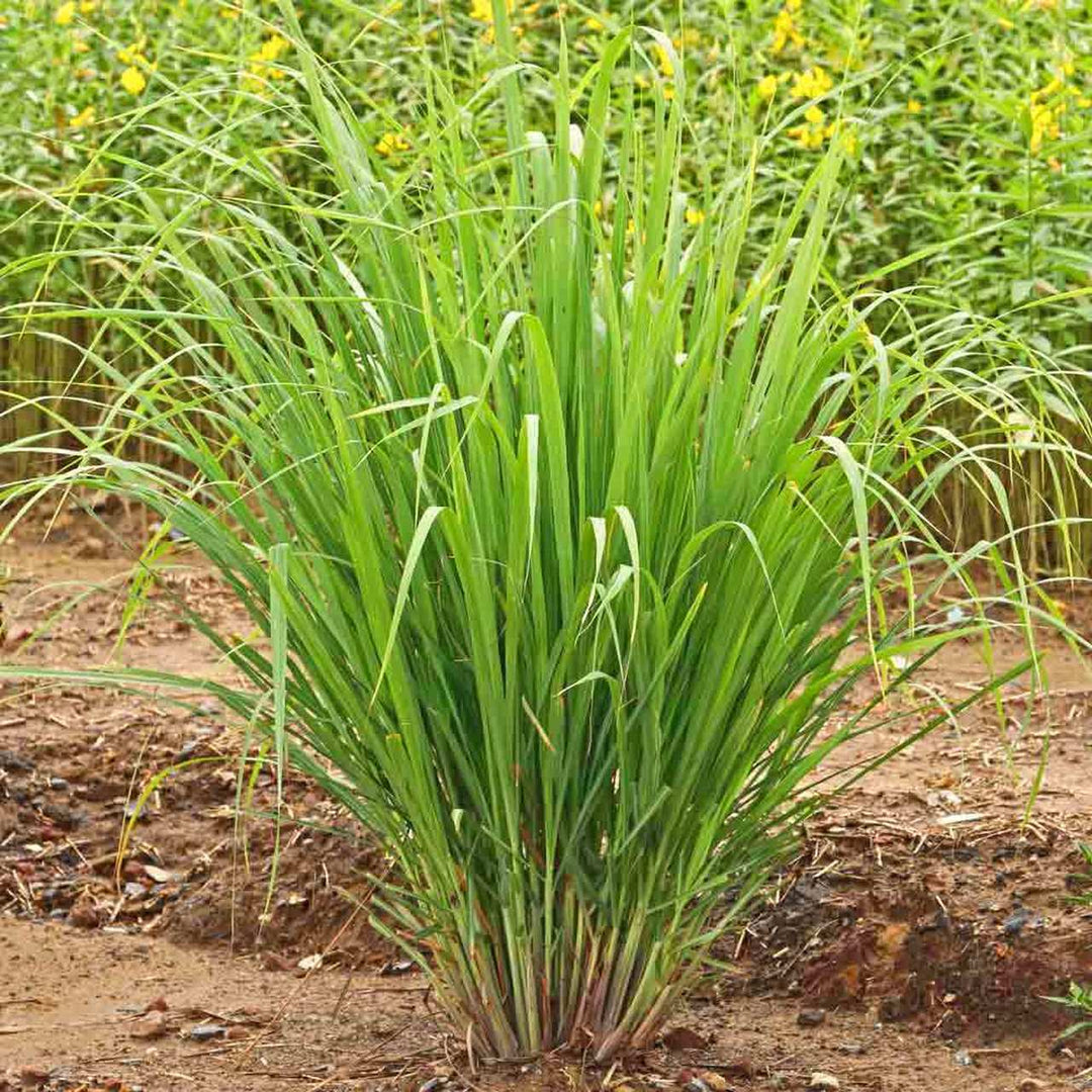 Lemongrass essential oil