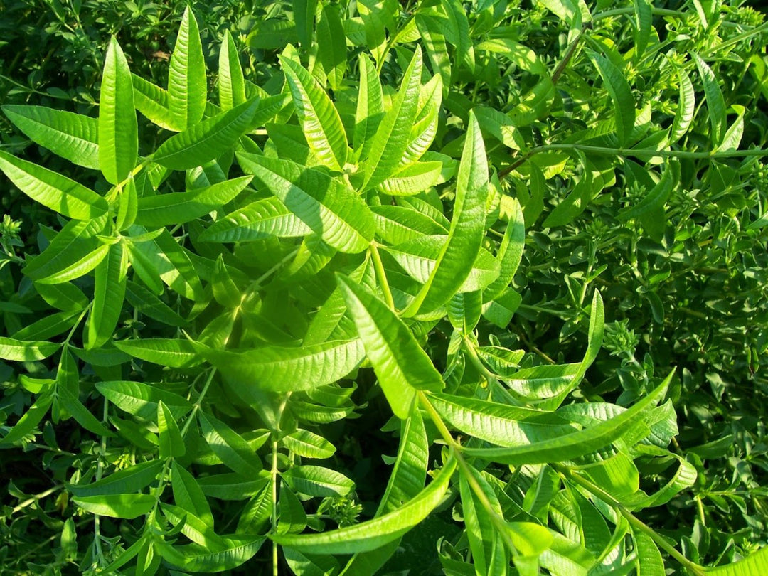 Verbena lemon