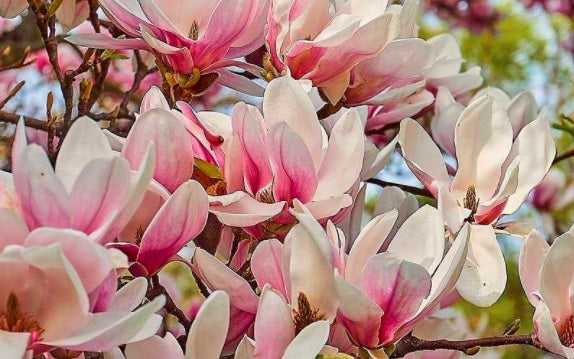 Magnolia