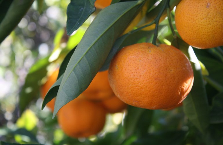 Mandarine Ätherisches Öl