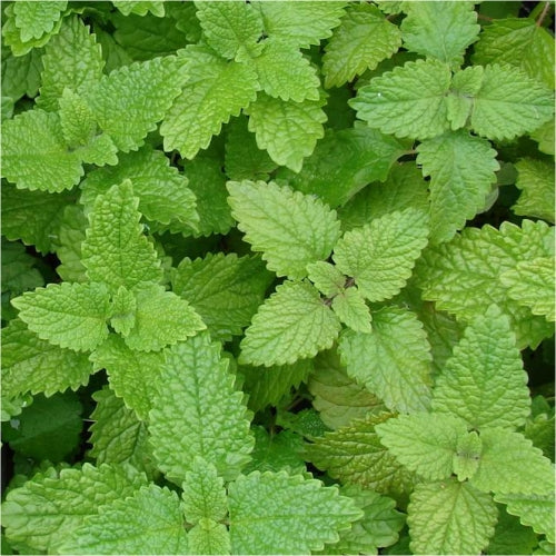 Melissa essential oil