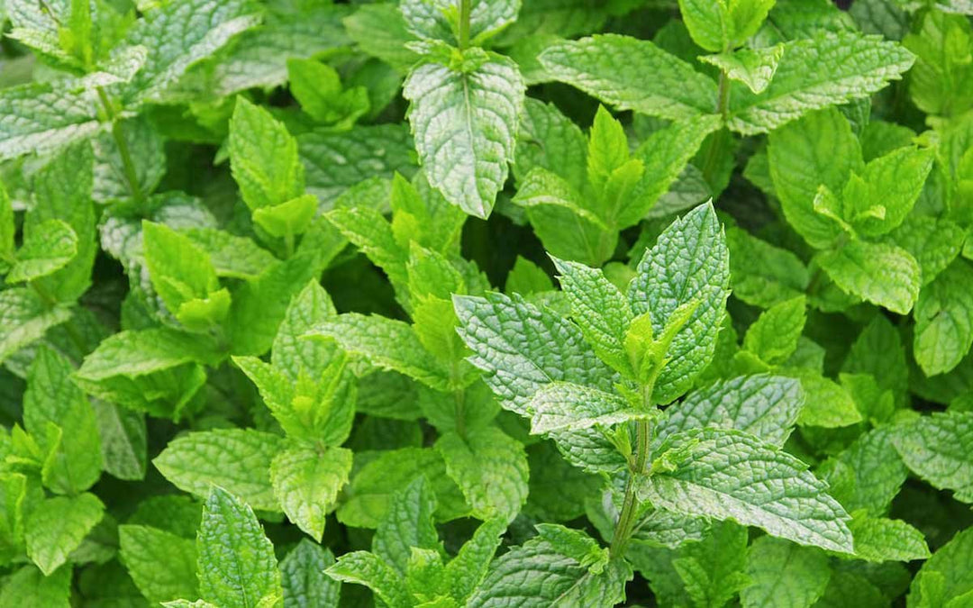 Mint essential oil