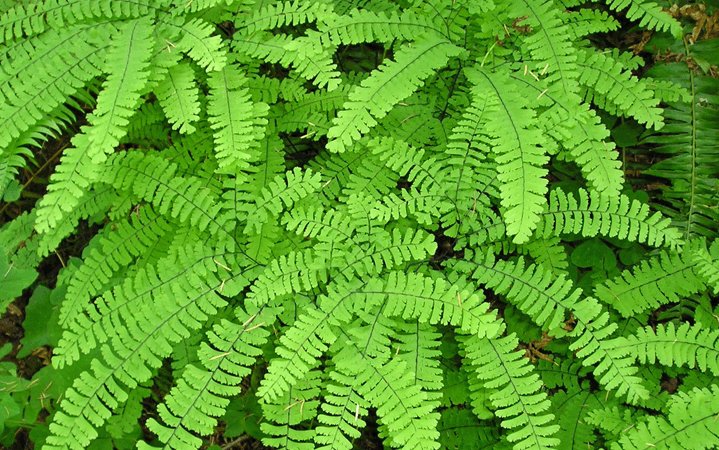 Adiantum