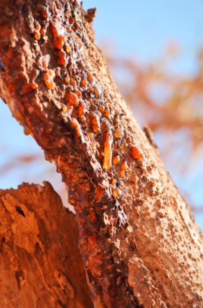 Myrrh essential oil