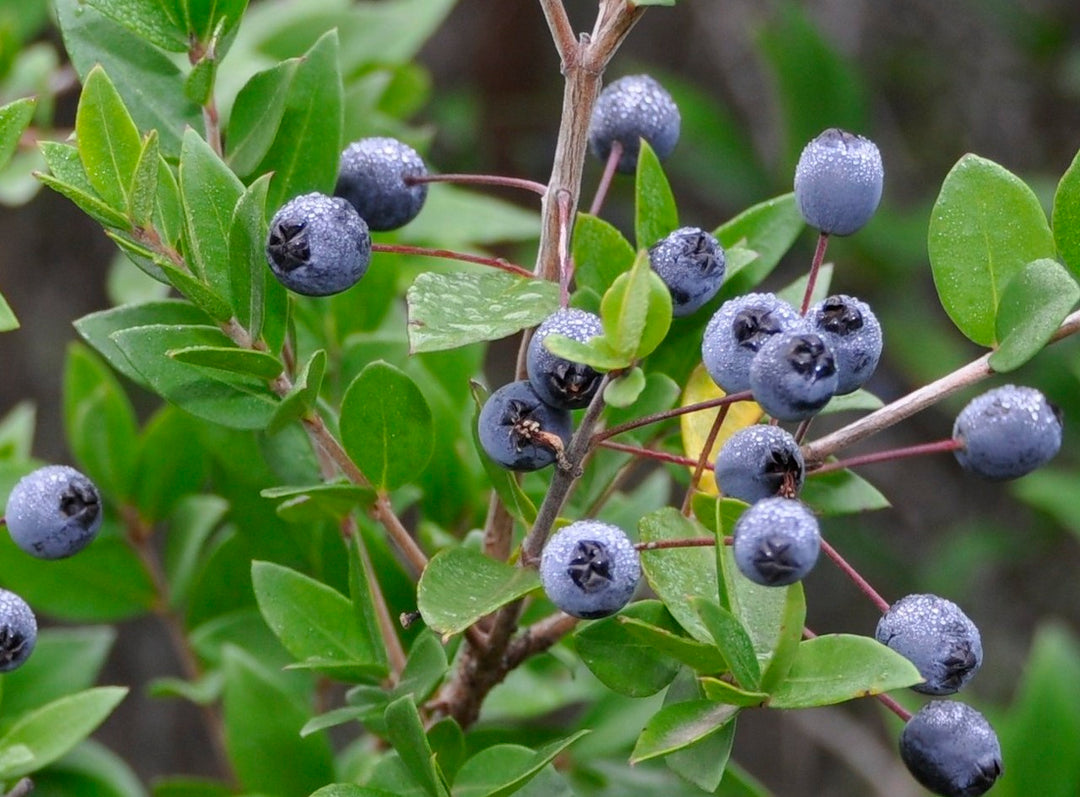 Myrtle extract