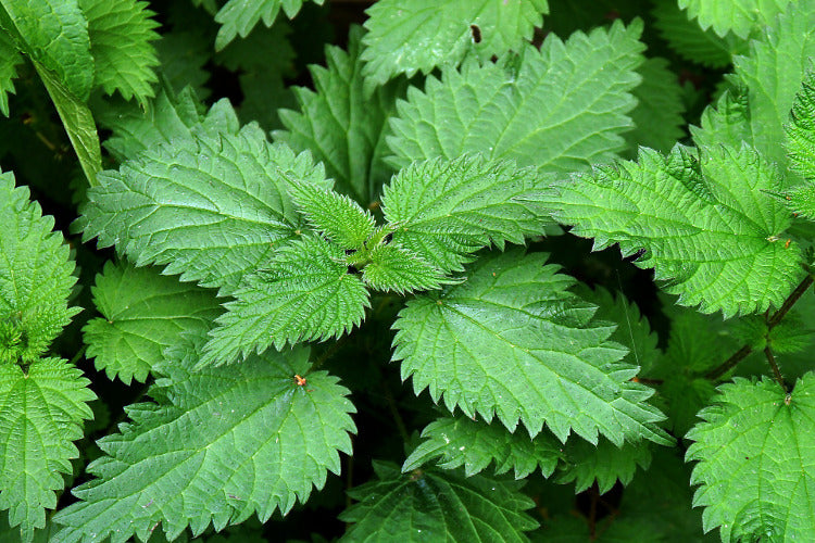 Nettle extract