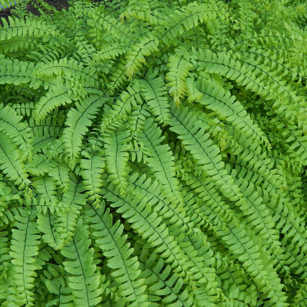 Adiantum