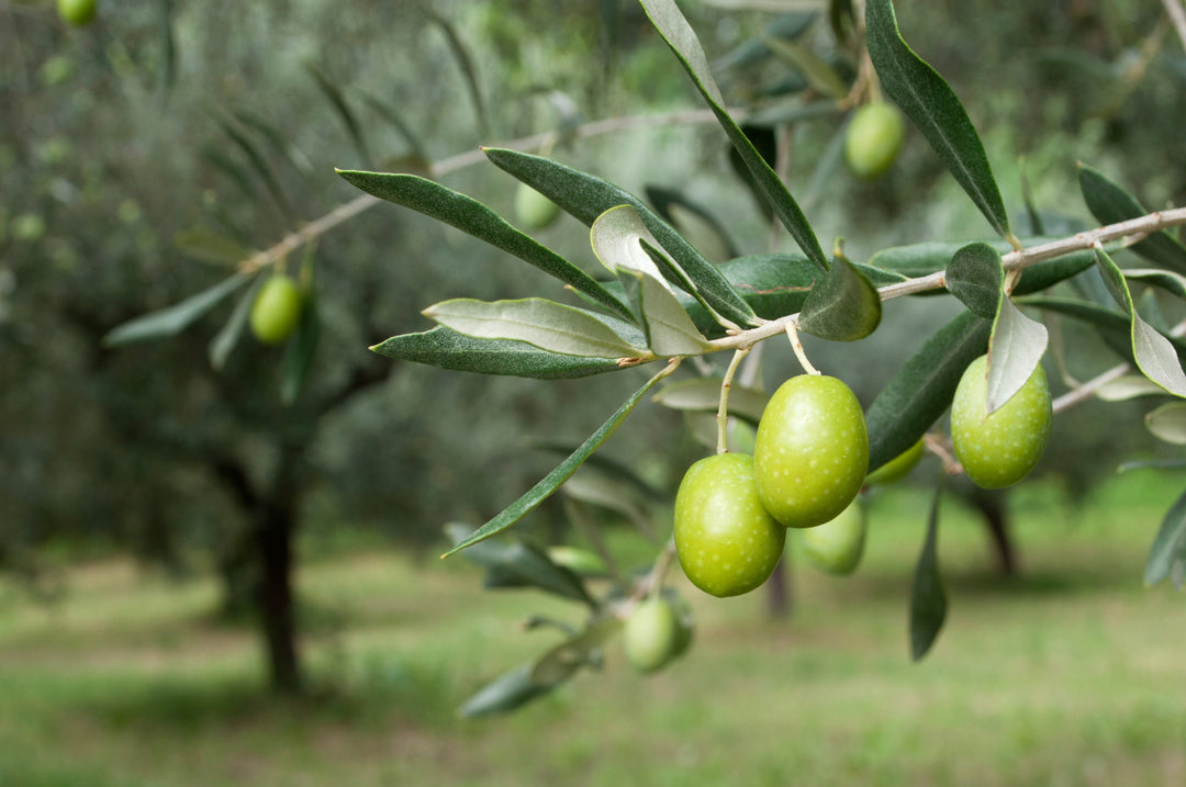 Καρποί Ελιάς