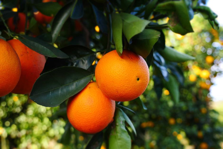 Orangenöl
