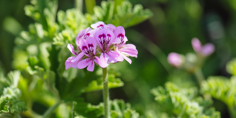 Pelargonium (Arbaroriza)