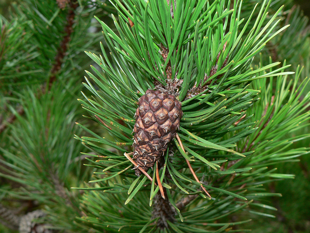 Kiefernöl