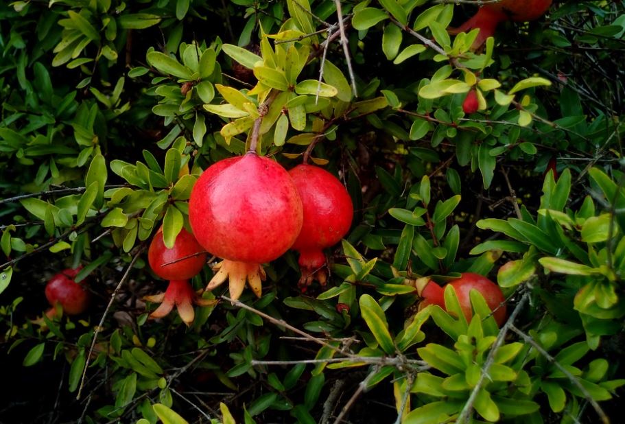 Pomegranate extract