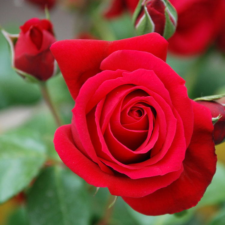 Rose essential Oil