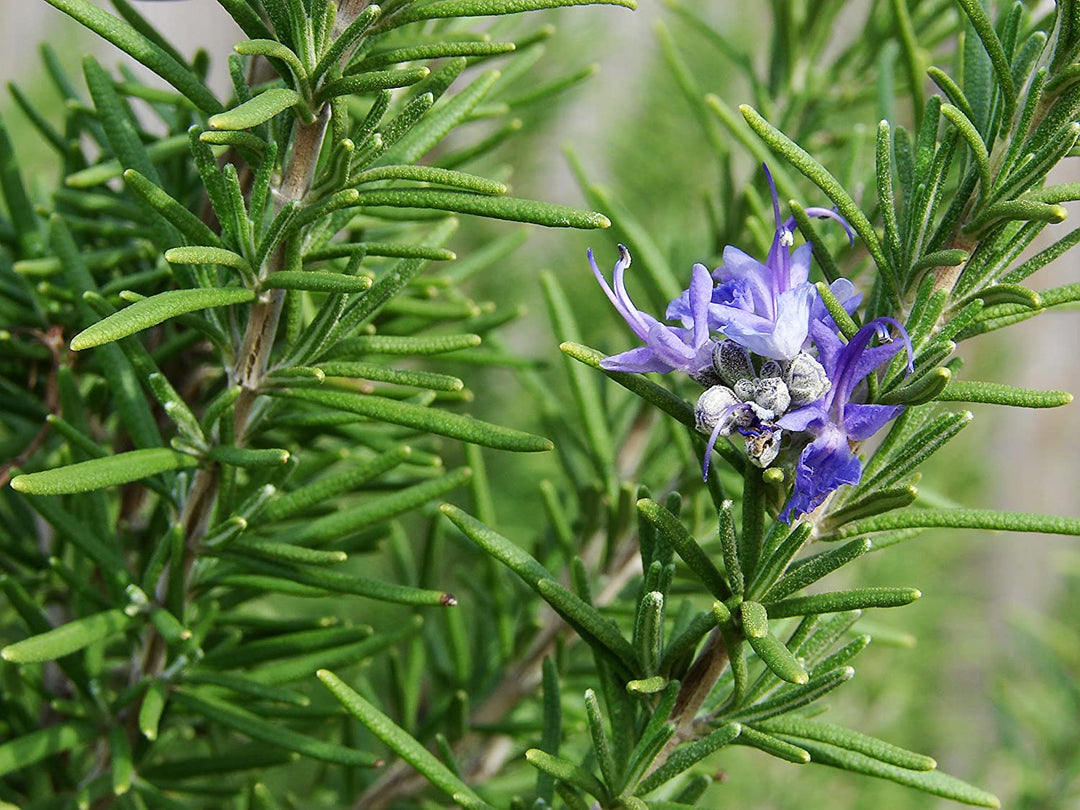 Rosemary essential oil