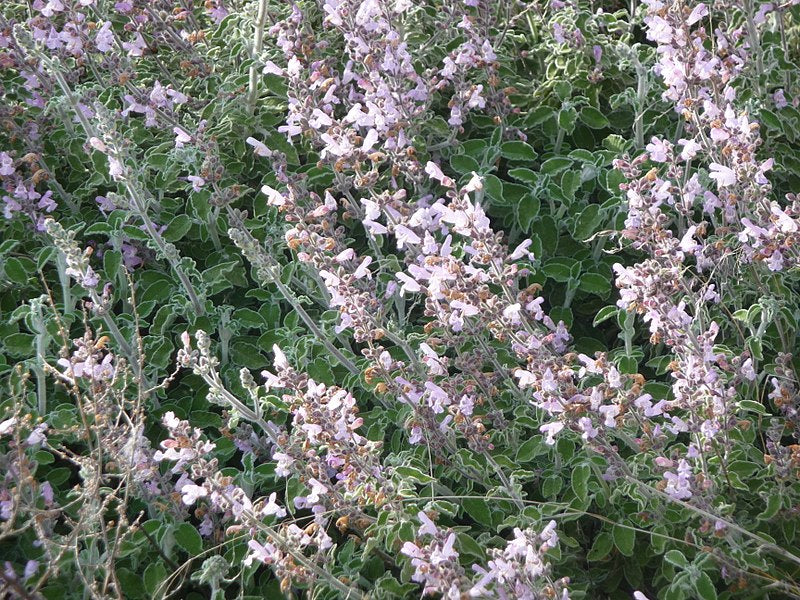 Sage essential oil