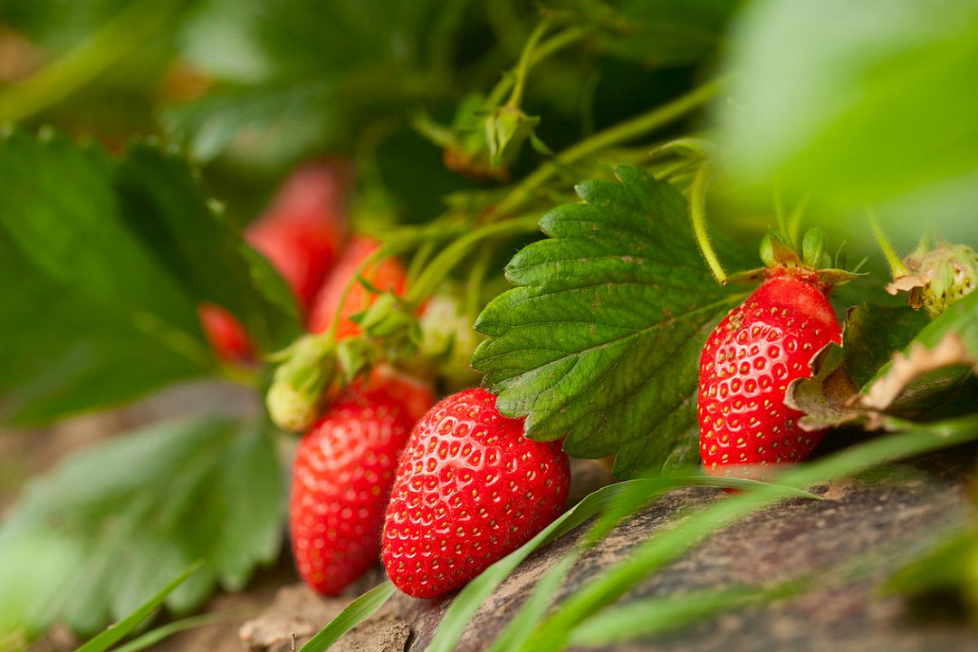 Strawberry extract