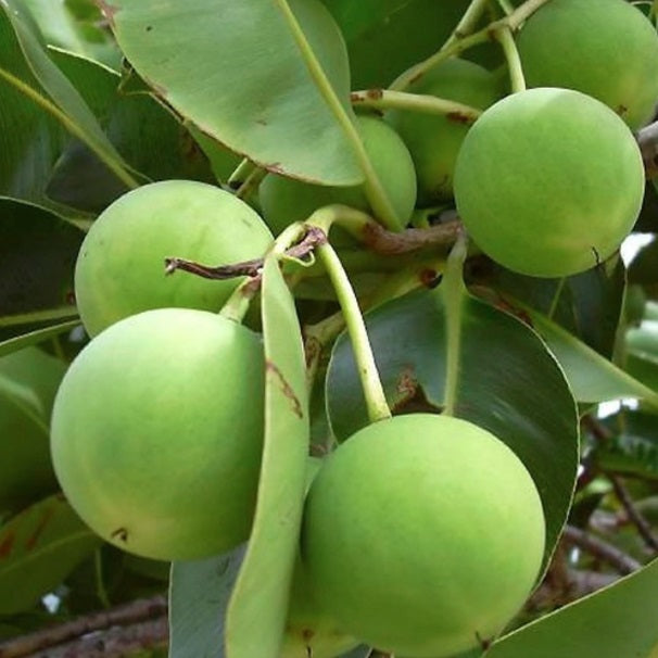 Tamanu oil