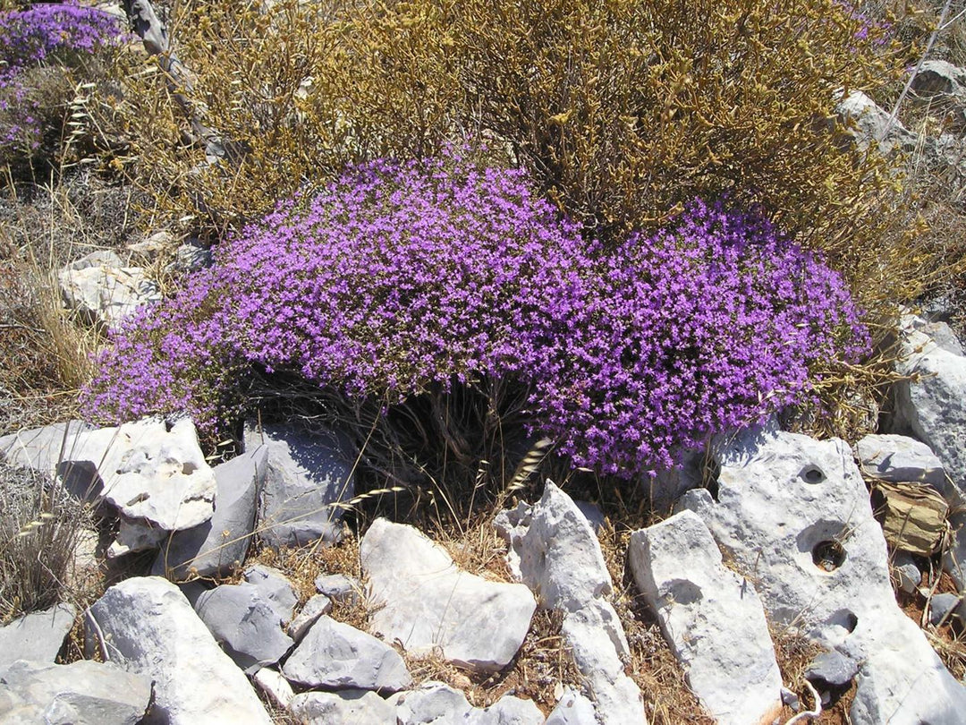 Thyme essential oil