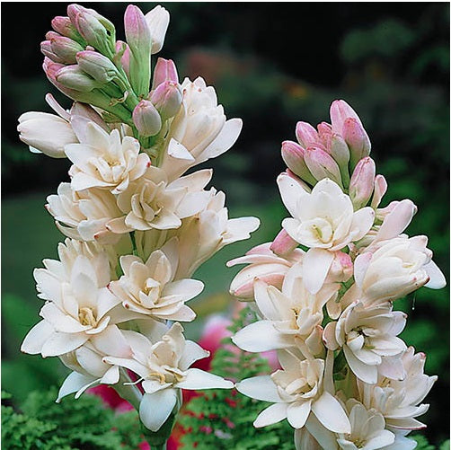 Tuberose essential oil