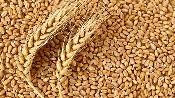 Wheat oil
