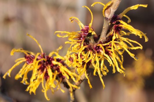 Witch hazel