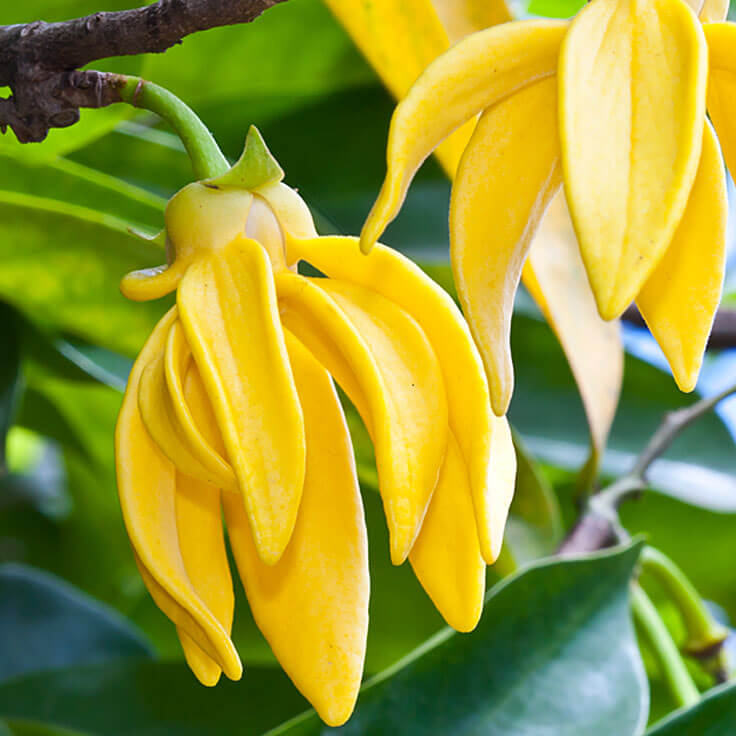 Ylang ylang