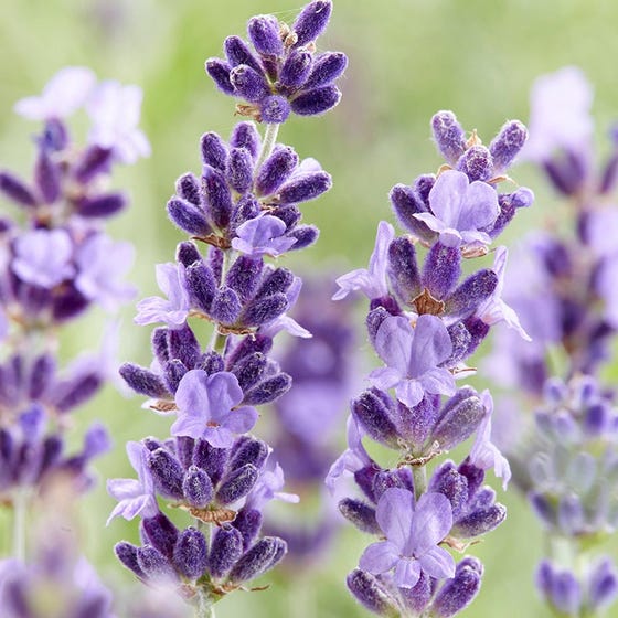 Lavendel