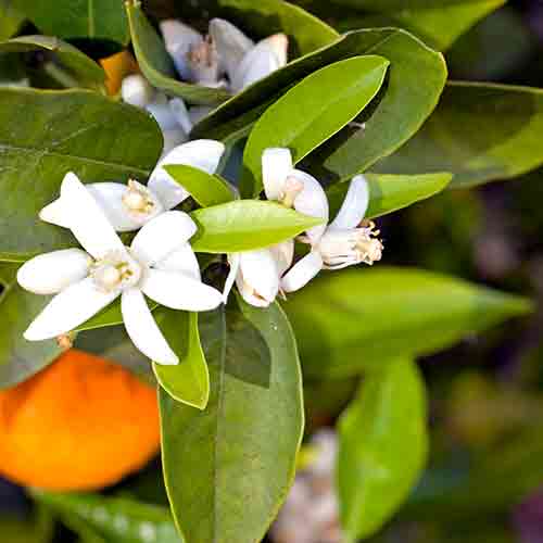 Neroli