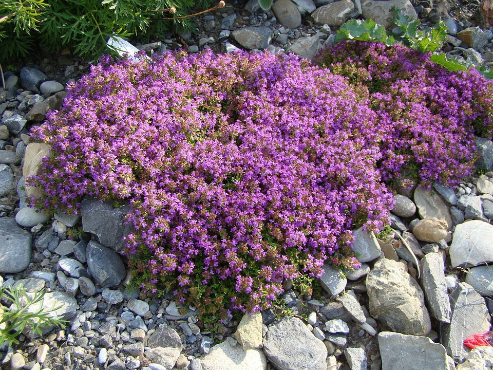 Thymian